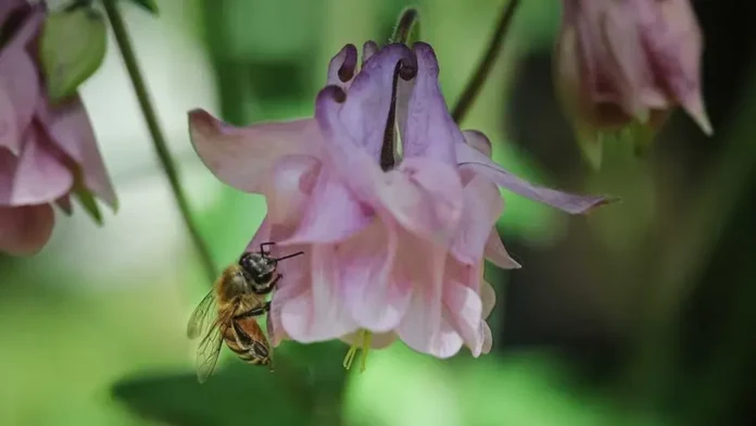 Abejas: esenciales para la alimentación, pero en peligro de extinción