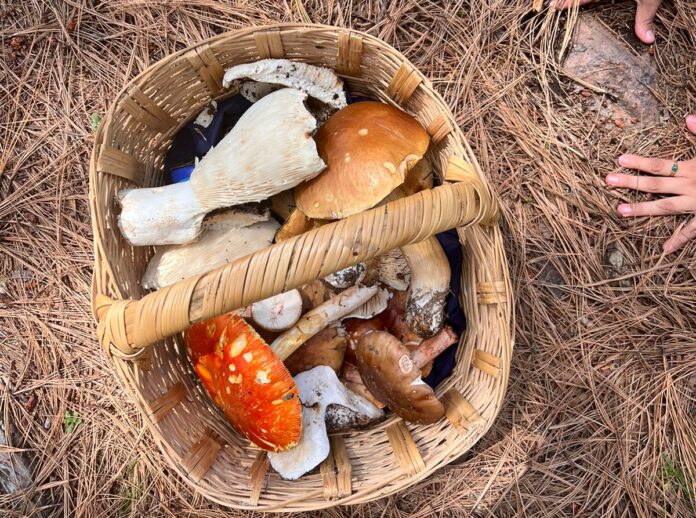 Prueba pozole y tamales diferentes en el Segundo Festival de Hongos del Bosque