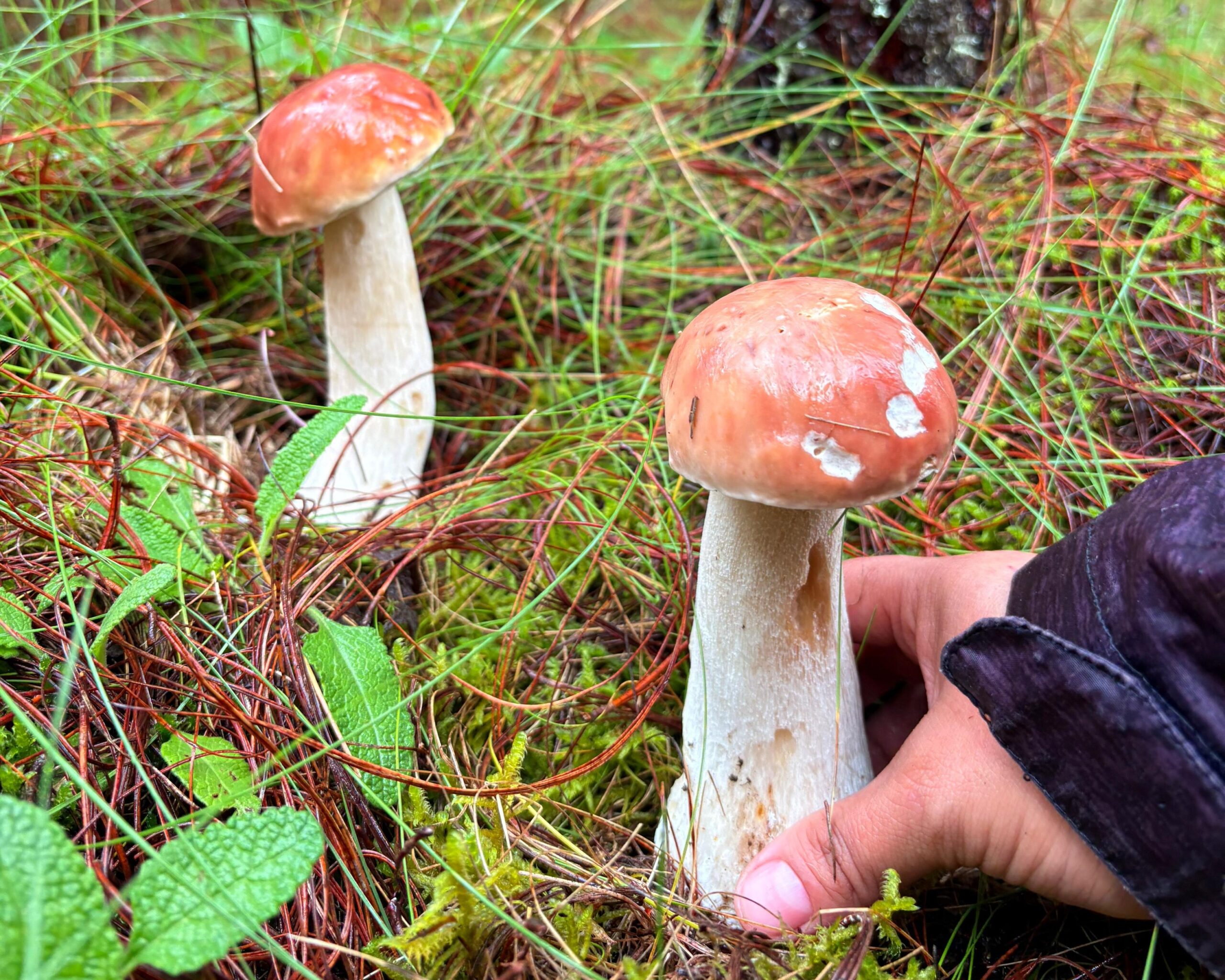 Comida y cosecha de hongos en el Tercer Festival del Bosque