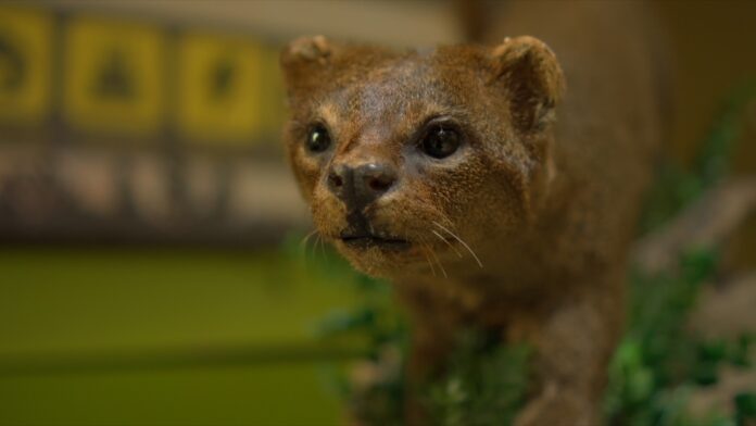 Así fue el recorrido por la Reserva Ecológica Jaguarundi, el pulmón verde de Coatzacoalcos