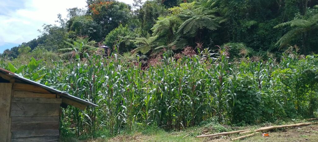 Milpa