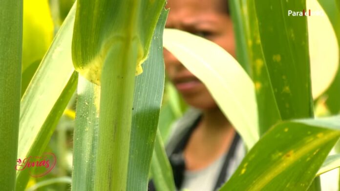 Milpa