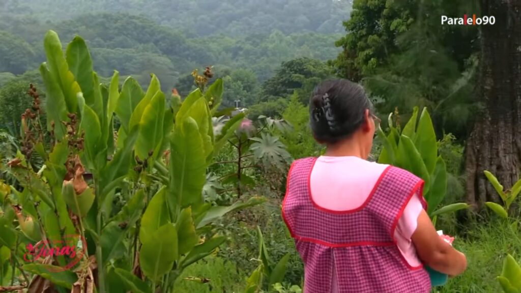 Milpa