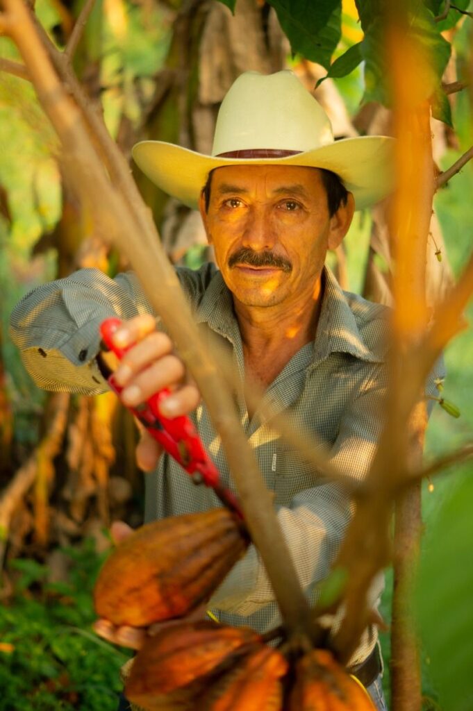 cacao
