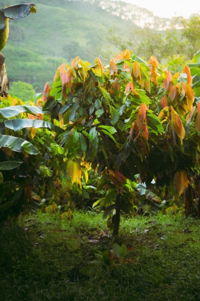 Cacao