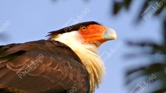 Puente Nacional, un lugar privilegiado para observar la migración de aves rapaces en Veracruz